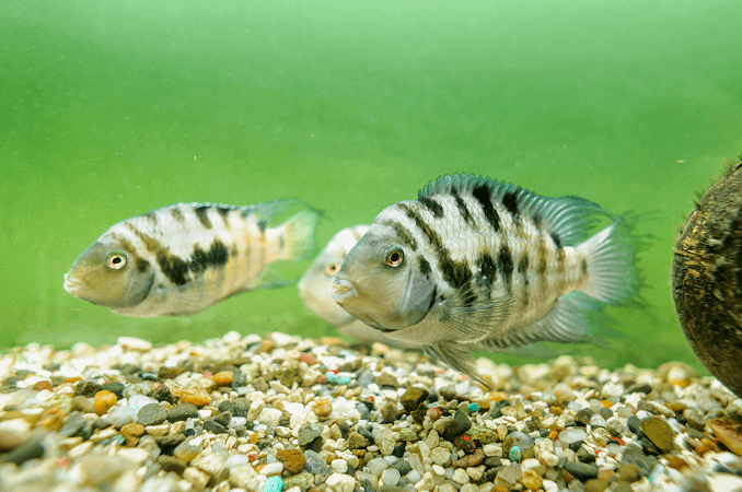 Mand og kvinde overbeviser cichlid