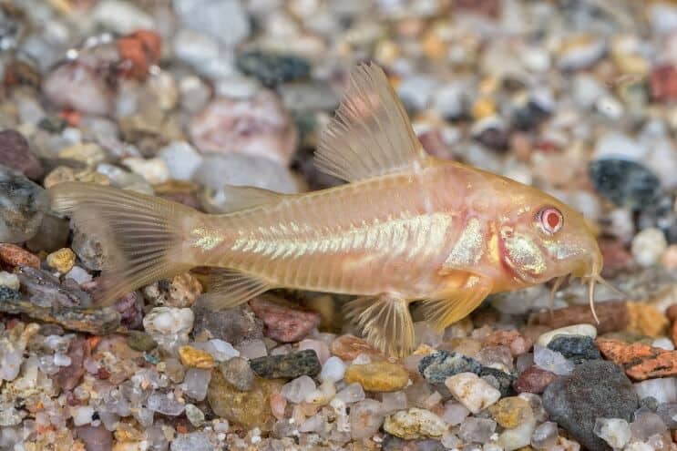 Albino Cory havkat