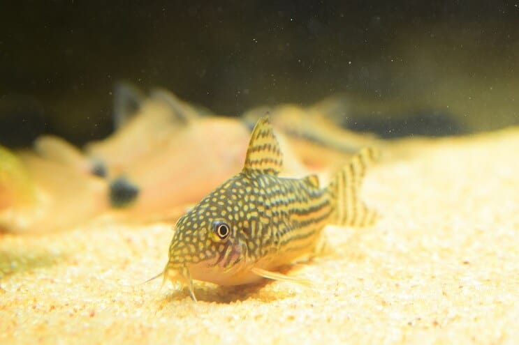 Cory havkat