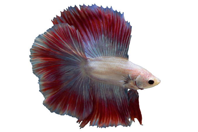 Krav til Betta Tank