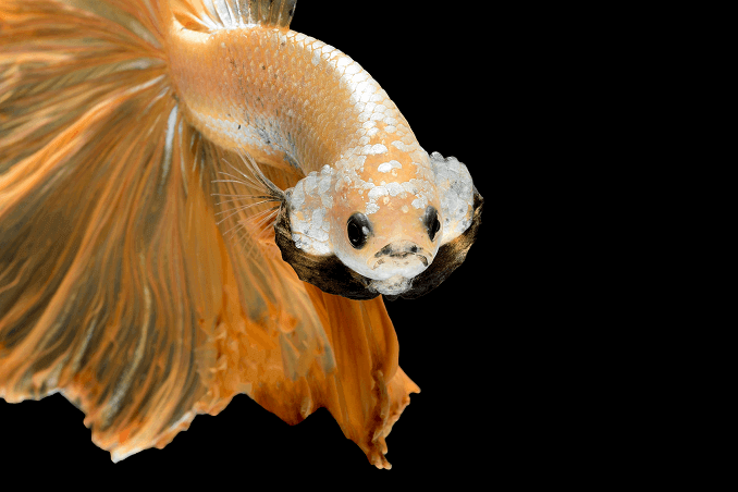 Crowntail Betta udseende