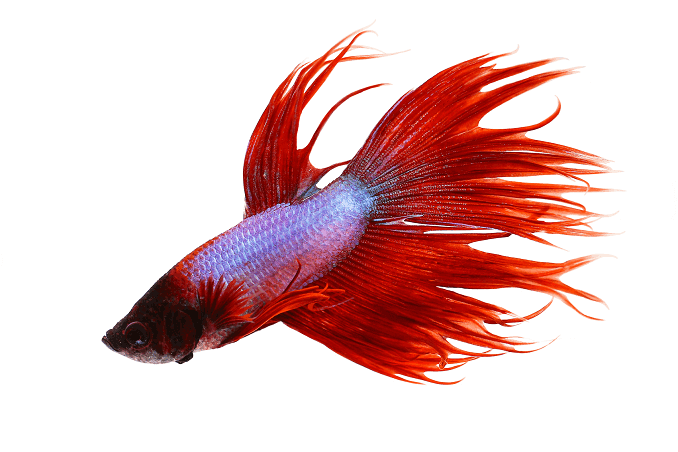 Adfærd Crowntail Betta