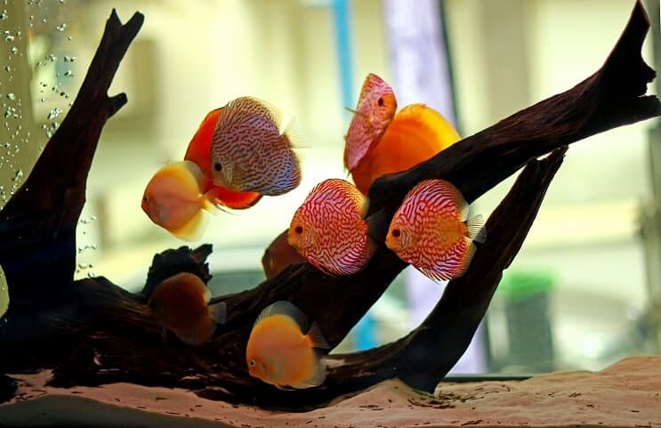 Diskus fisk levested