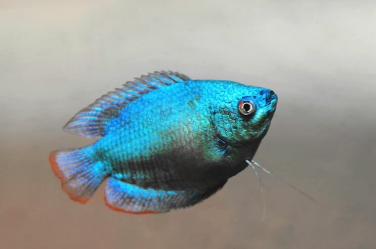 Dværg Gourami udseende