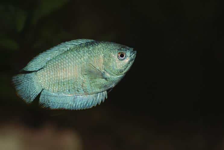 Dværg Gourami svømning
