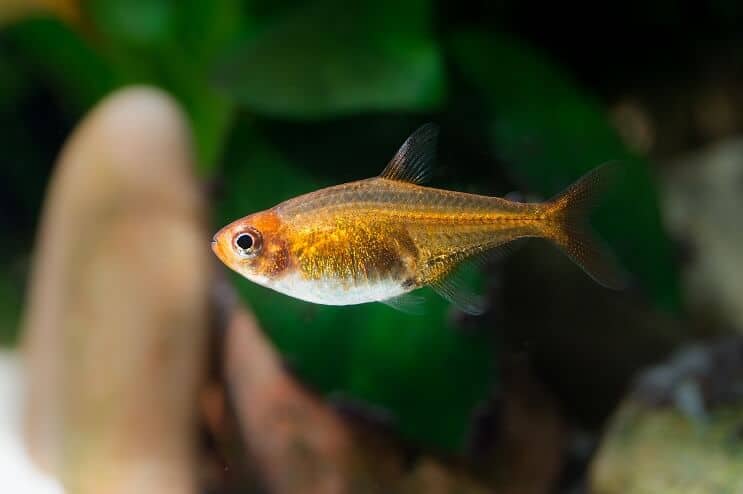 Ember Tetra Udseende