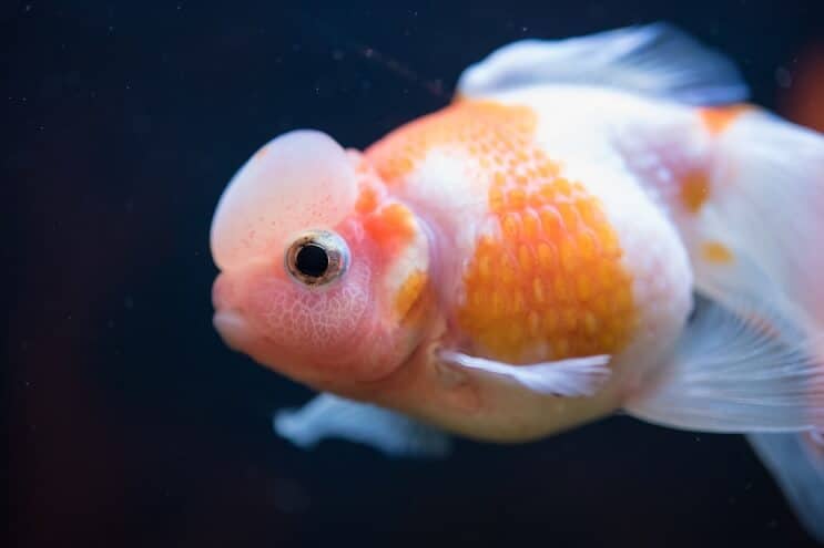 Pearlscale guldfisk