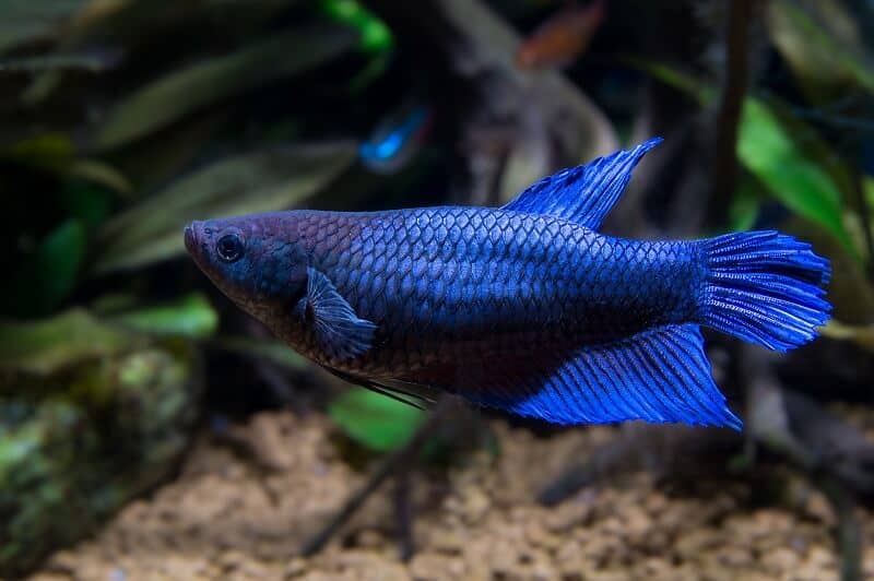 Kvinde Betta Fish