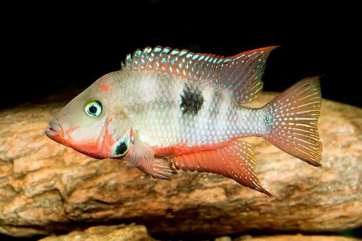 Firemouth Cichlid