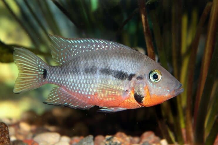 Firemouth Cichlid-fodring