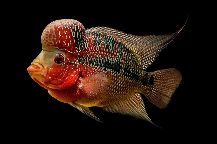 Flowerhorn cichlid udseende