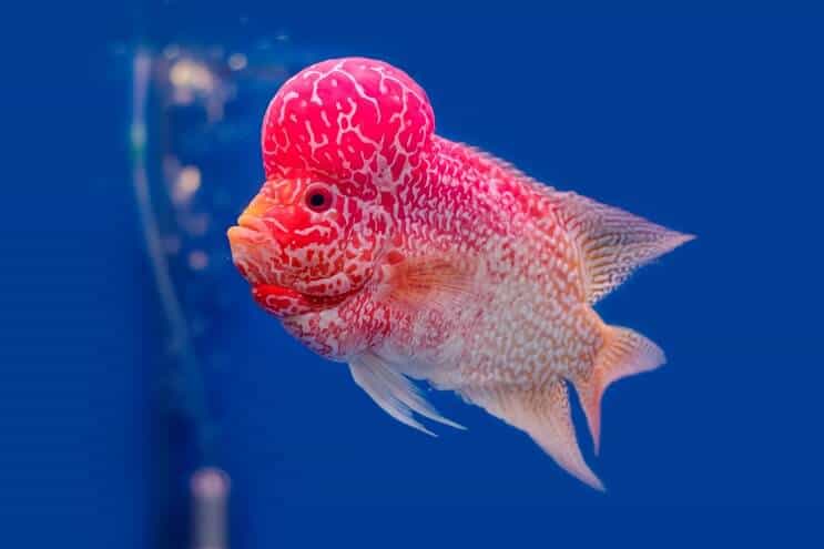 Flowerhorn Cichlid Oversigt