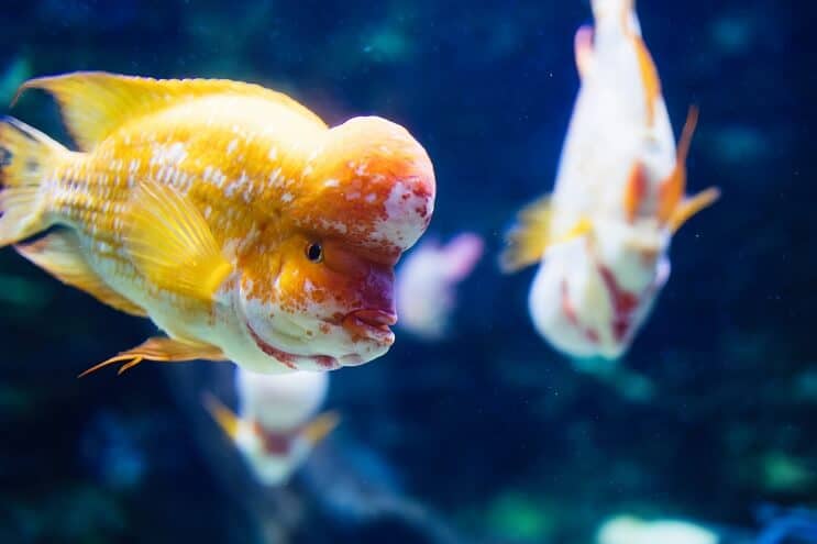 Flowerhorn cichlid