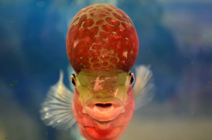 Flowerhorn cichlid fra forsiden