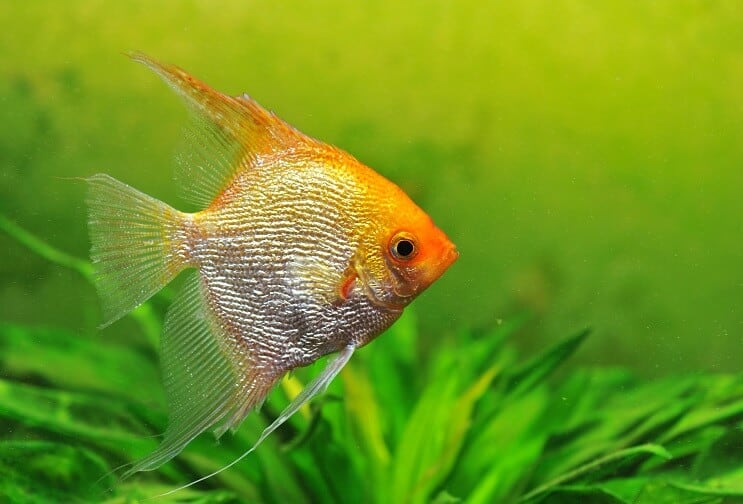 Guldengelfisk