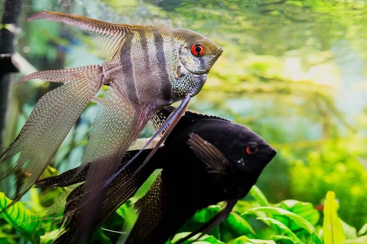 Angelfish Habitat