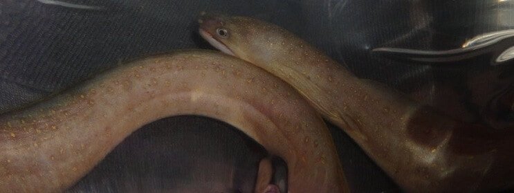 Ferskvands snefnug ål