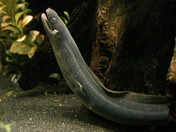 Moray ål