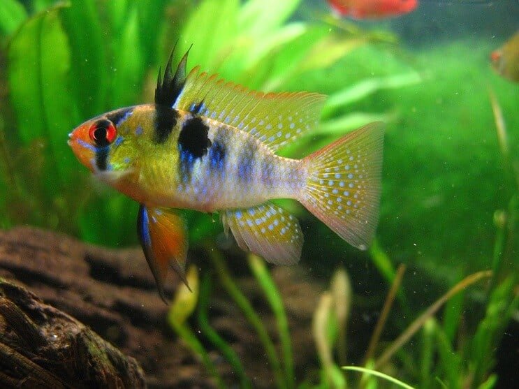 Mikrogeophagus ramirezi