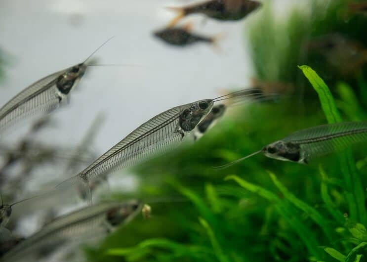 Glas havkat i et akvarium