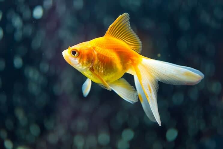 Fantail guldfisk