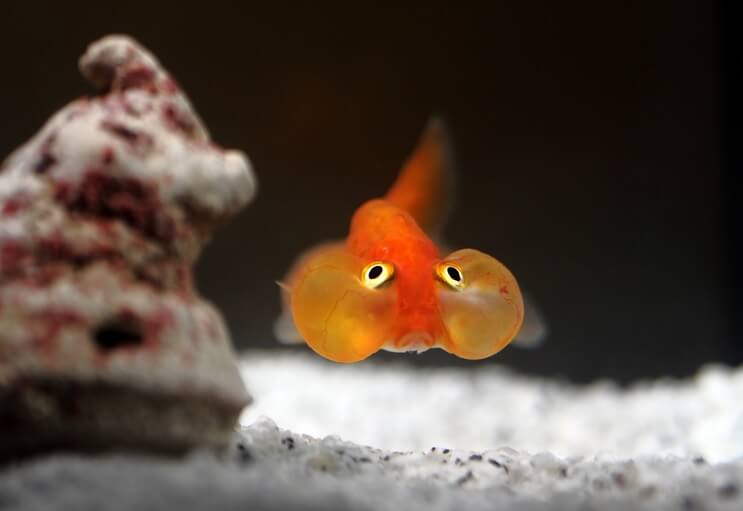 Bubble Eye guldfisk