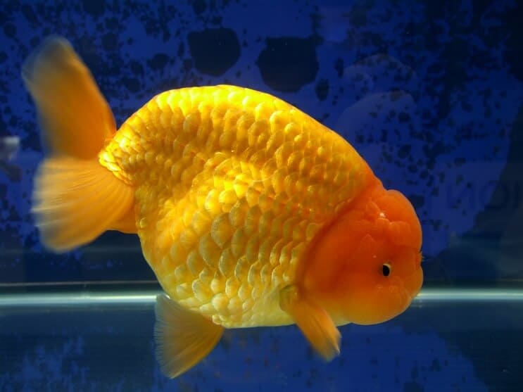 Ranchu Guldfisk