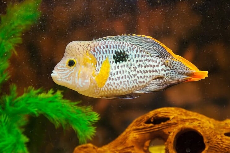 Grøn terror fisk