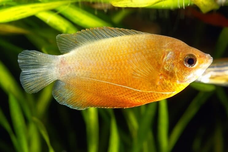 Honning Gourami
