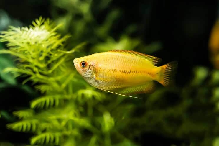 Honning Gourami Udseende