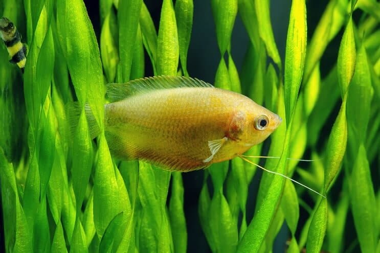Honning gourami pleje