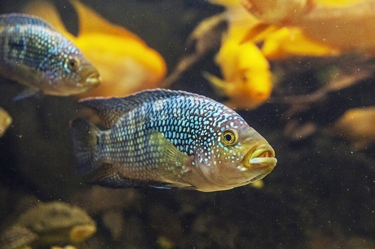 Jack Dempsey Fisk Udseende