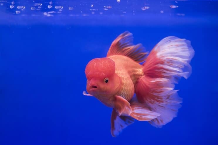 Oranda guldfisk