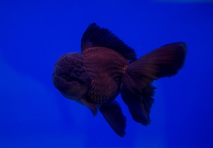 Sort Oranda Guldfisk