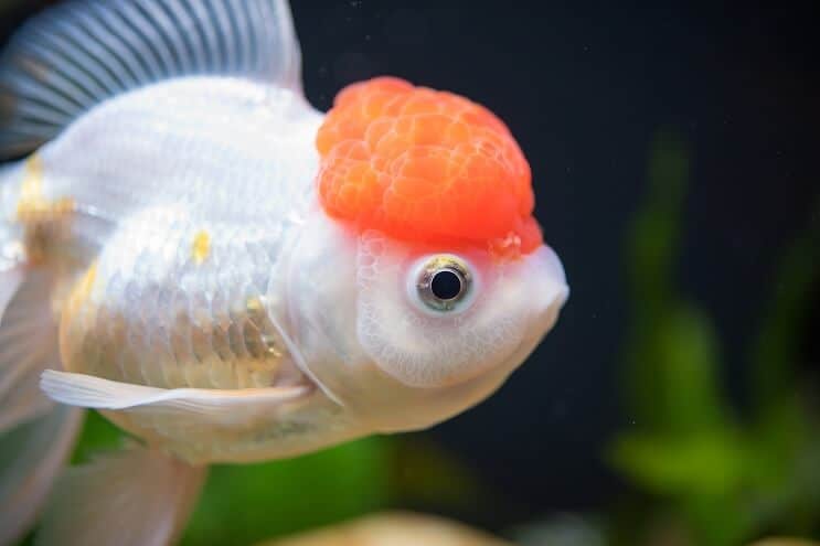 Rød hætte Oranda guldfisk