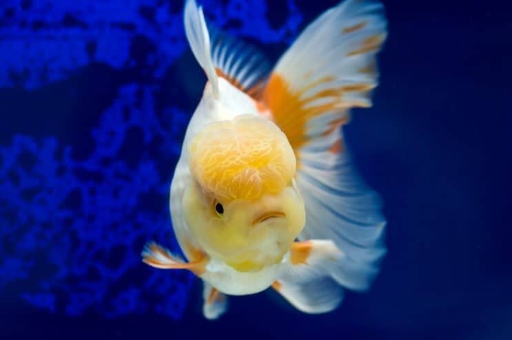 Oranda guldfisk svømning