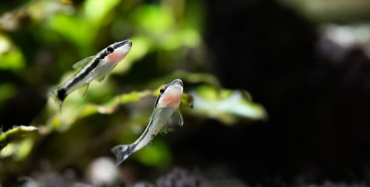 Otocinclus svømning