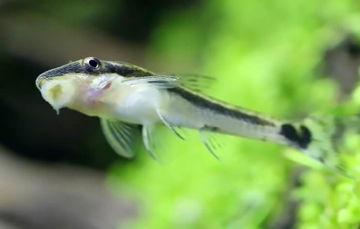 Otocinclus fast på tanken