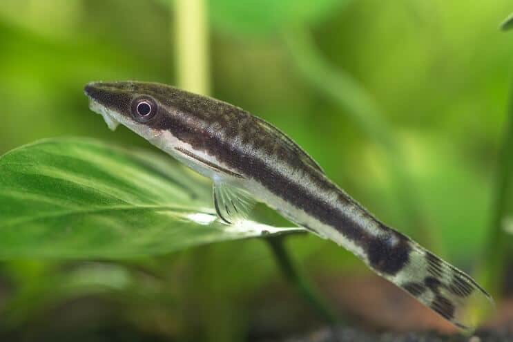 Otocinclus Care