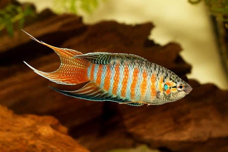 Paradise Fish udseende