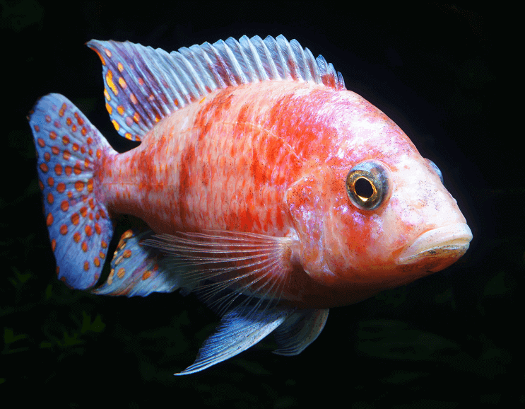Afrikansk malawisk cichlid
