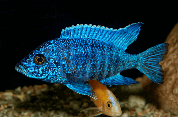 Aulonocara fisk