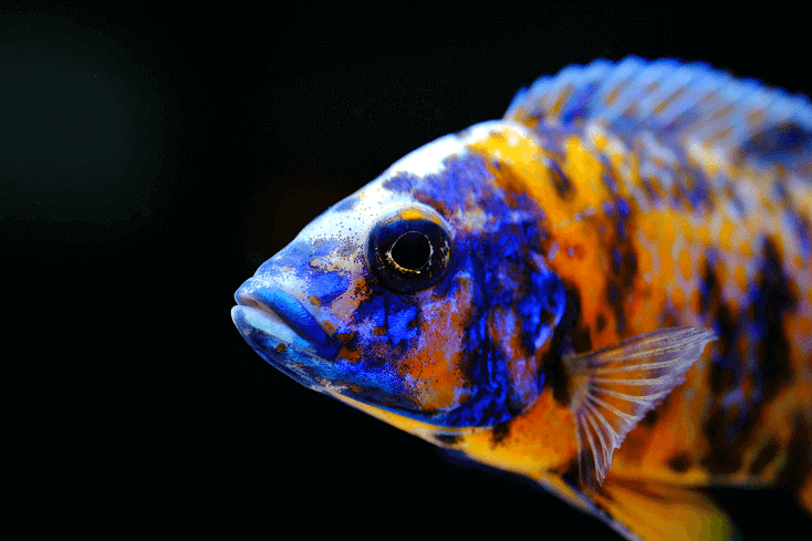 Afrikansk cichlid fisk farverigt akvarium