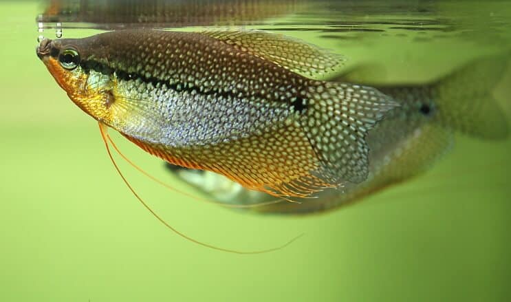 Pearl Gourami udseende