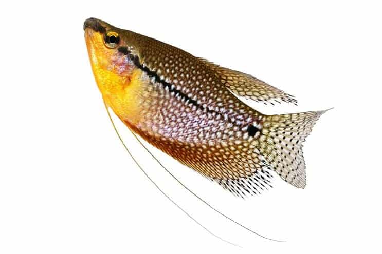 Pearl Gourami tæt på