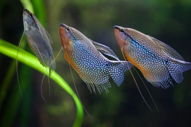 Gruppe af Pearl Gourami