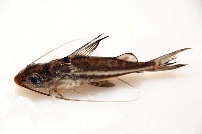 Pictus havkat