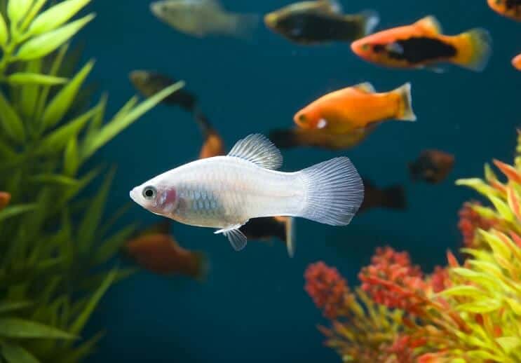 Hvid Platy Fish