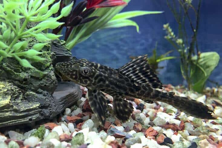 Plecostomus Oversigt