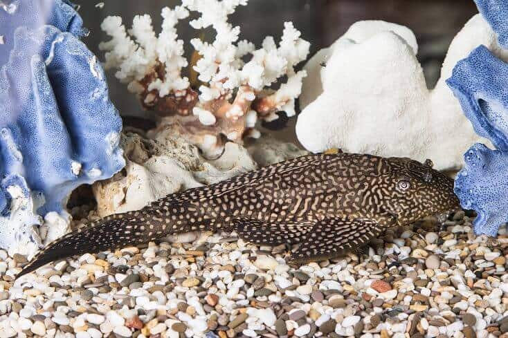 Fælles Pleco